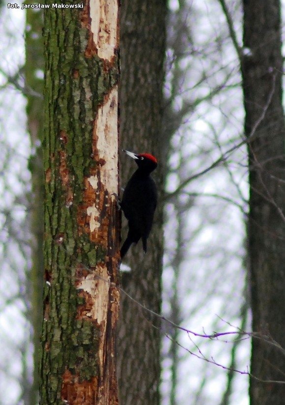  eKologia: Dzięcioł w drzewo stukał
