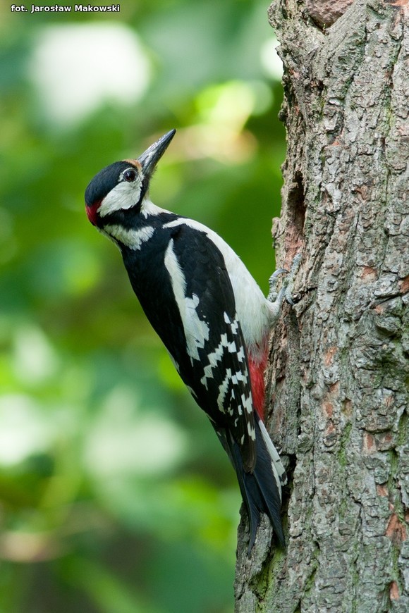  eKologia: Dzięcioł w drzewo stukał
