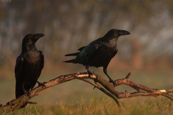 eKologia: Jesienno-zimowa czatownia