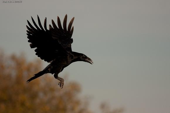 eKologia: Jesienno-zimowa czatownia