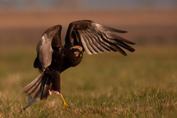 eKologia: Jesienno-zimowa czatownia