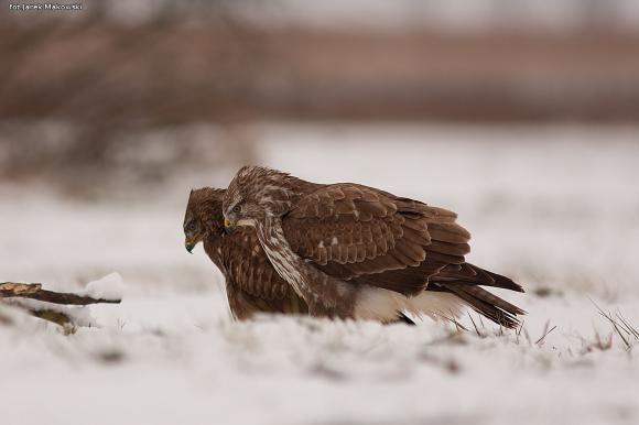eKologia: Jesienno-zimowa czatownia