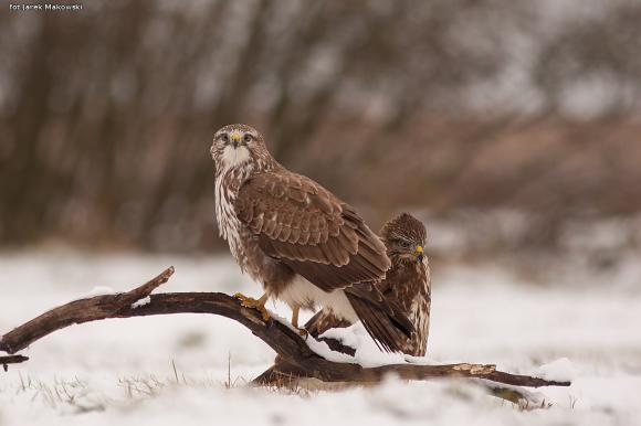 eKologia: Jesienno-zimowa czatownia
