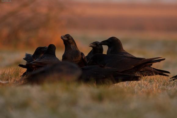 eKologia: Jesienno-zimowa czatownia