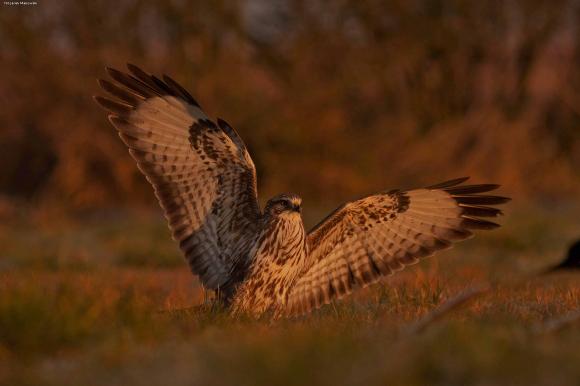 eKologia: Jesienno-zimowa czatownia