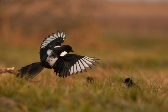 eKologia: Jesienno-zimowa czatownia