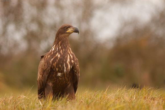 eKologia: Jesienno-zimowa czatownia
