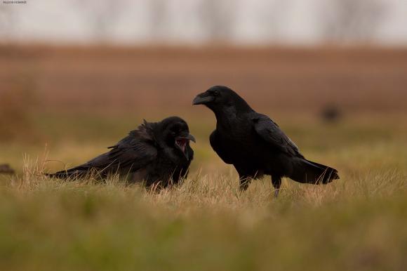 eKologia: Jesienno-zimowa czatownia