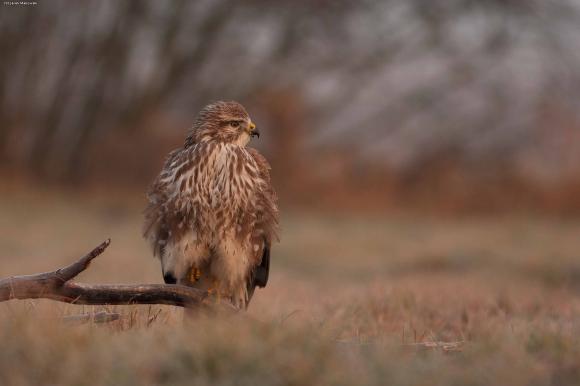 eKologia: Jesienno-zimowa czatownia