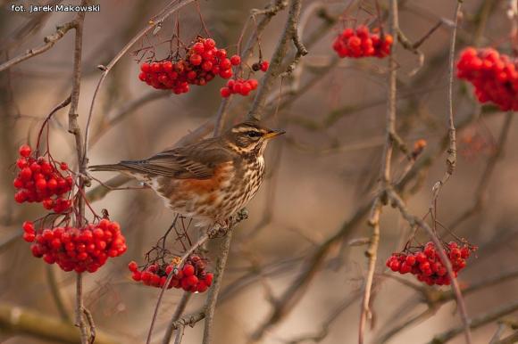 eKologia: Jemiołuszki i piękne ptasie widowisko