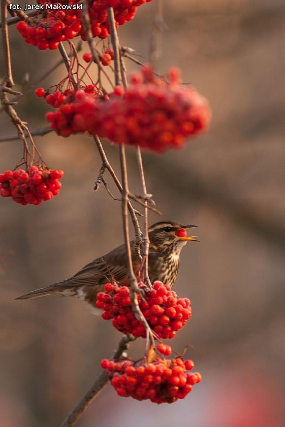 eKologia: Jemiołuszki i piękne ptasie widowisko