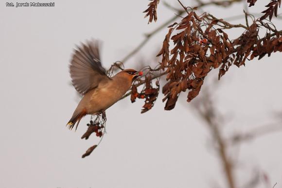 eKologia: Jemiołuszki i piękne ptasie widowisko