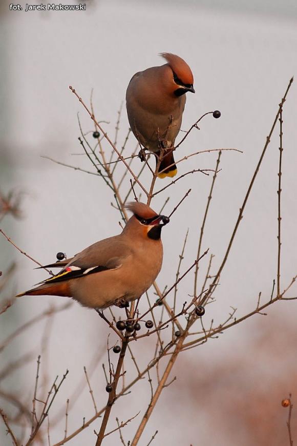 eKologia: Jemiołuszki i piękne ptasie widowisko