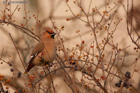 eKologia: Jemiołuszki i piękne ptasie widowisko
