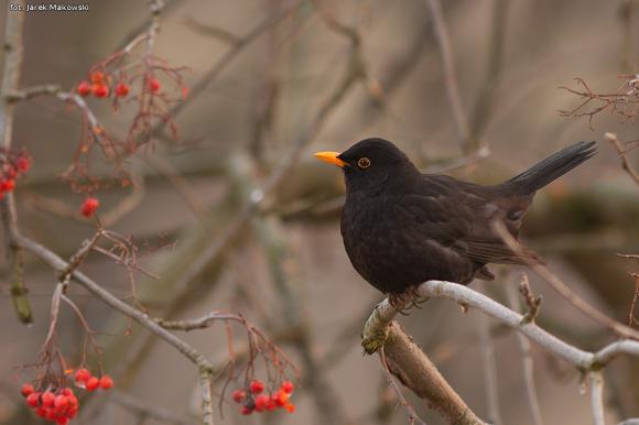 eKologia: Jemiołuszki i piękne ptasie widowisko