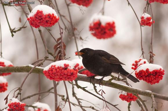 eKologia: Jemiołuszki i piękne ptasie widowisko