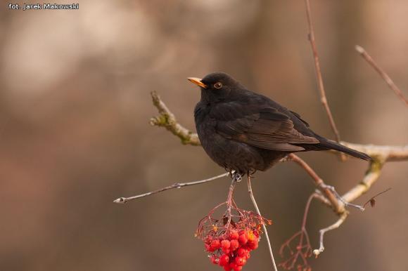 eKologia: Jemiołuszki i piękne ptasie widowisko
