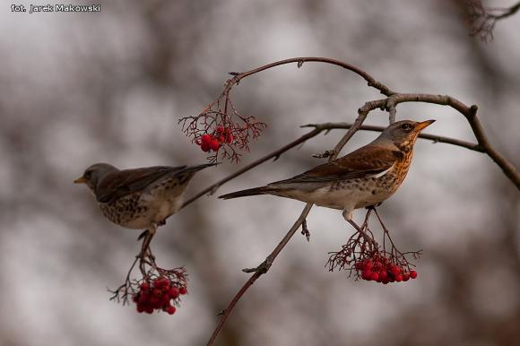 eKologia: Jemiołuszki i piękne ptasie widowisko