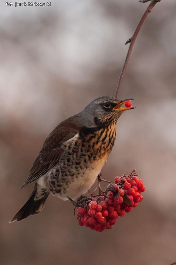eKologia: Jemiołuszki i piękne ptasie widowisko