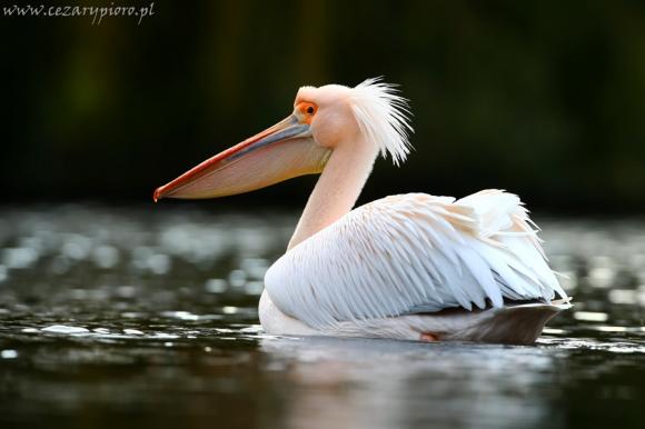 Kulturalny styczeń: grafiki Picassa, Rambo Jet, Anita Lipnicka, nieme kino z muzyką na żywo i VII Turniej 