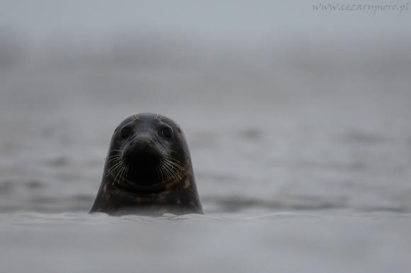 Kulturalny styczeń: grafiki Picassa, Rambo Jet, Anita Lipnicka, nieme kino z muzyką na żywo i VII Turniej 