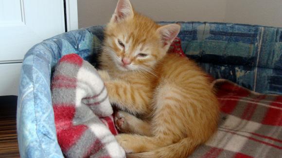 Pierwsze koty za płoty: Ryszard 2, Rudolf i Tina