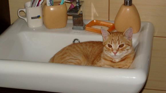 Pierwsze koty za płoty: Ryszard 2, Rudolf i Tina