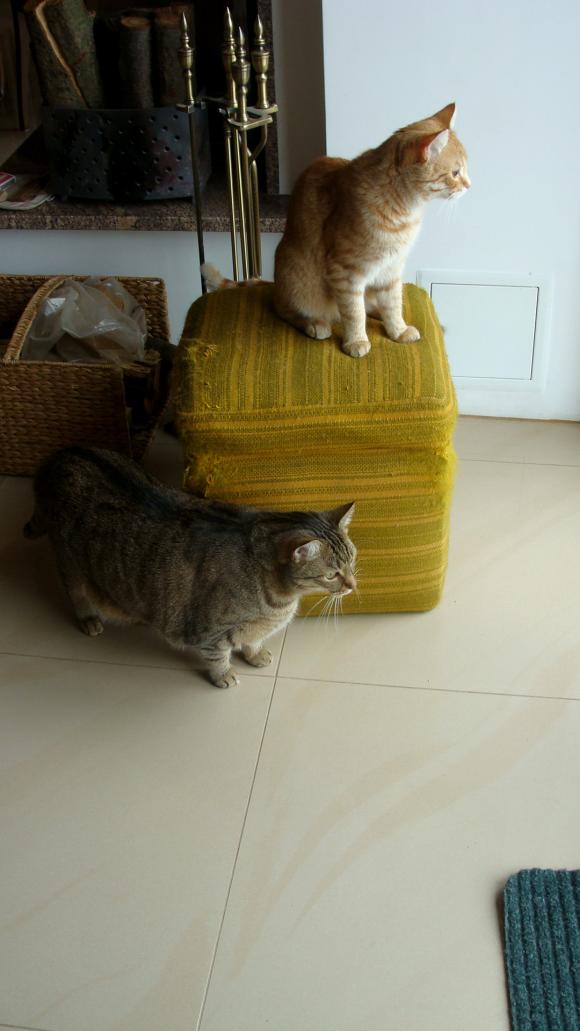 Pierwsze koty za płoty: Ryszard 2, Rudolf i Tina