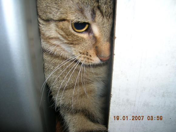 Pierwsze koty za płoty: Ryszard 2, Rudolf i Tina