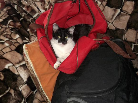 Pierwsze koty za płoty: Ryszard 2, Rudolf i Tina