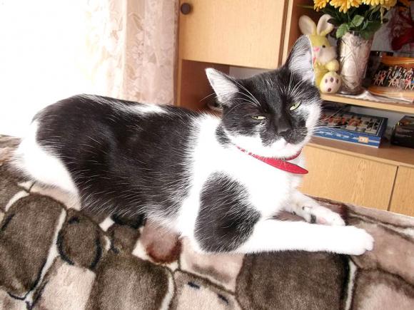 Pierwsze koty za płoty: Ryszard 2, Rudolf i Tina