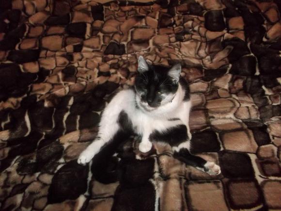 Pierwsze koty za płoty: Ryszard 2, Rudolf i Tina