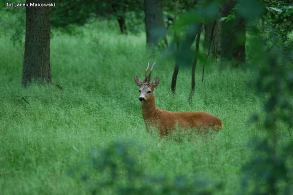 eKologia: Sarna - czujna piękność