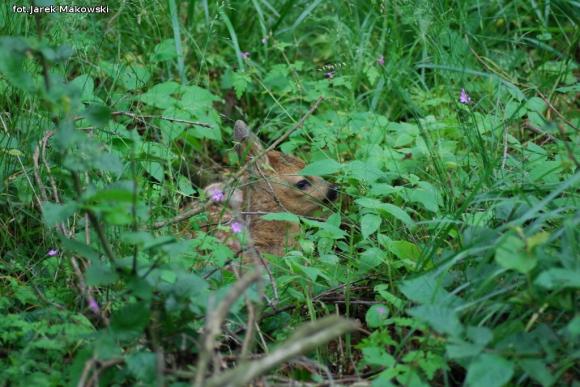 eKologia: Sarna - czujna piękność
