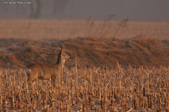eKologia: Sarna - czujna piękność