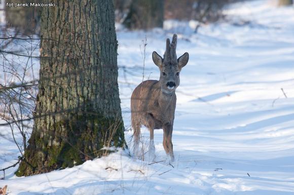 eKologia: Sarna - czujna piękność