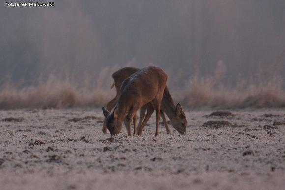 eKologia: Sarna - czujna piękność