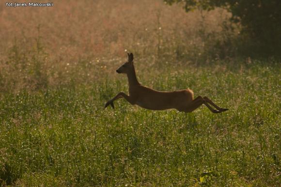 eKologia: Sarna - czujna piękność