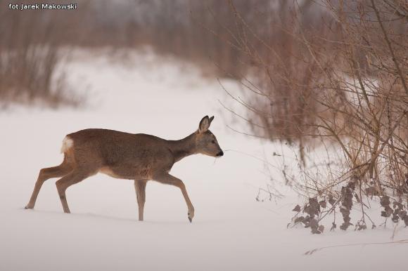 eKologia: Sarna - czujna piękność