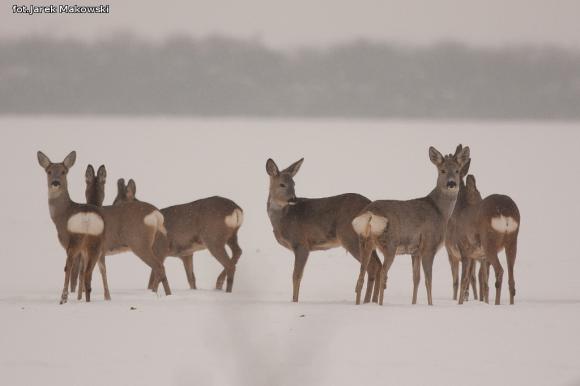 eKologia: Sarna - czujna piękność
