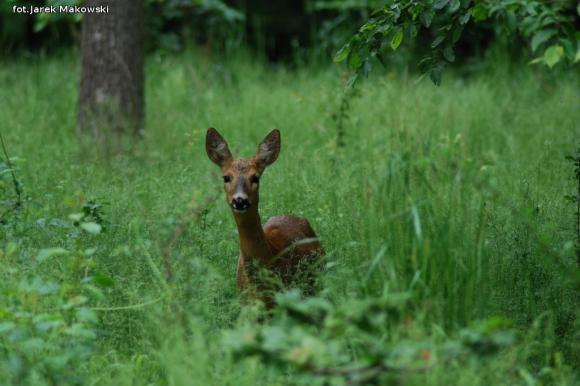 eKologia: Sarna - czujna piękność