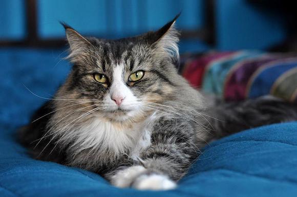 Duża porcja przyjemności. Chwalimy się kotami