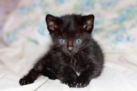 Duża porcja przyjemności. Chwalimy się kotami