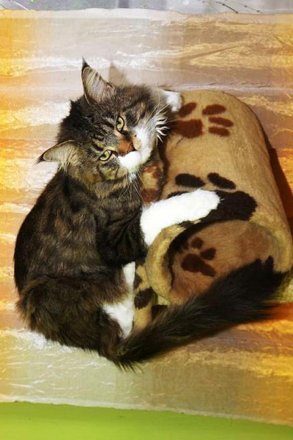 Duża porcja przyjemności. Chwalimy się kotami