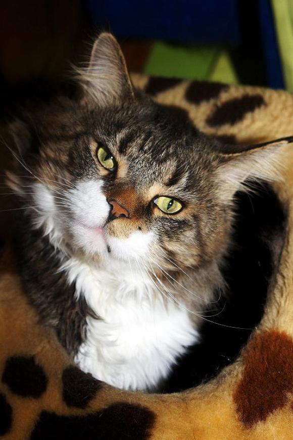 Duża porcja przyjemności. Chwalimy się kotami