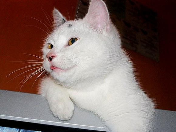 Duża porcja przyjemności. Chwalimy się kotami