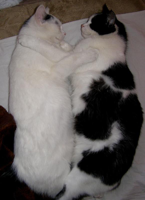 Duża porcja przyjemności. Chwalimy się kotami