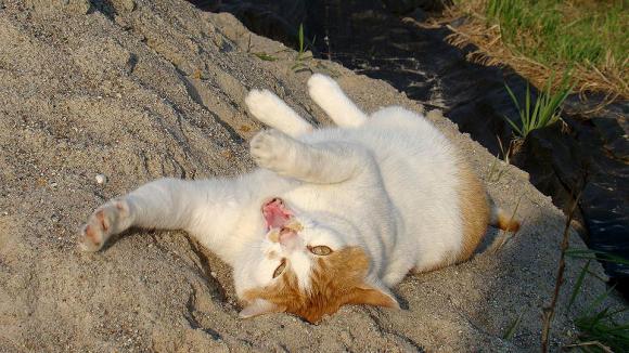 Duża porcja przyjemności. Chwalimy się kotami