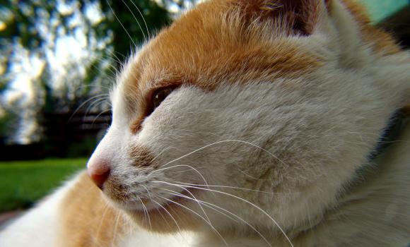 Duża porcja przyjemności. Chwalimy się kotami