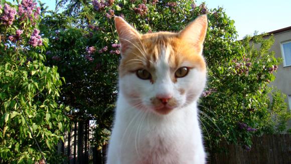 Duża porcja przyjemności. Chwalimy się kotami